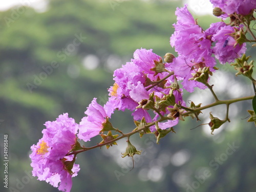 Queen's Crape-myrtle