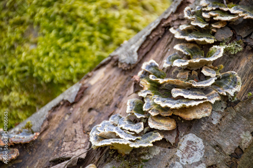 Mushrooms on a trunk in a mossy forest. Smoky polypore or smoky bracket, species of fungus, plant pathogen that causes white rot in live trees, but most commonly appears on dead wood