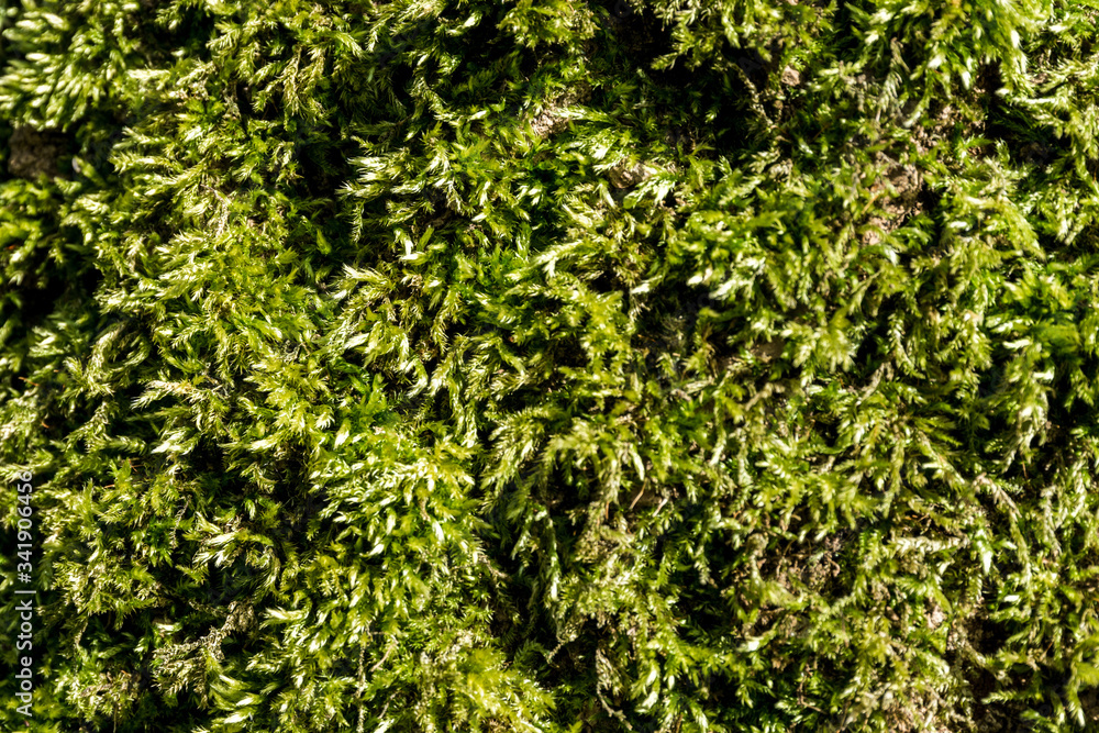 backdrop with illuminated and detailed moss backdrop with illuminated and detailed moss