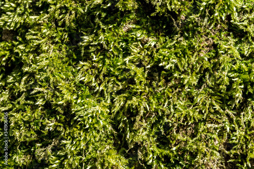 Obraz na płótnie backdrop with illuminated and detailed moss w salonie