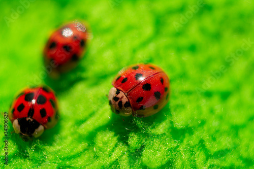 little red ladybugs on green fabric close up micro shot © Екатерина Шелудько