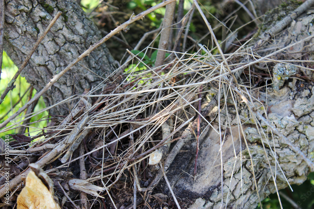 roots of a tree in the forest