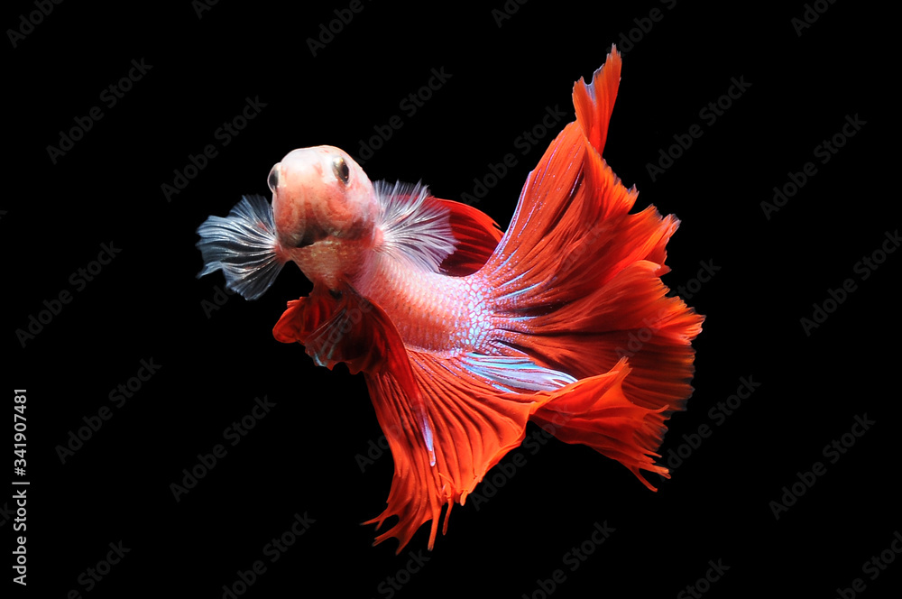 Betta fish, siamese fighting fish, betta splendens isolated on black background,
fish on black background, Multi color Siamese fighting fish, Betta fish, siamese fighting fish, betta splendens isolated on black background,
fish on black background, Multi color Siamese fighting fish,