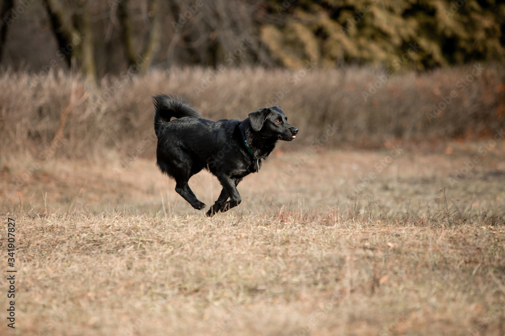 Little beautiful black dog runs through the autumn forest Little beautiful black dog runs through the autumn forest