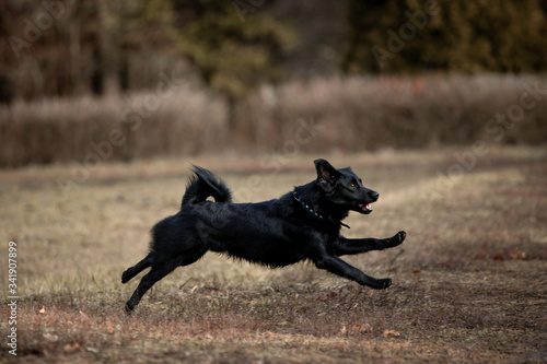 Little beautiful black dog runs through the autumn forest