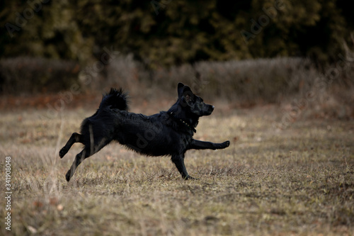 Little beautiful black dog runs through the autumn forest