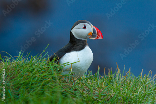 Papageitaucher (Fratercula arctica) auf Island photo