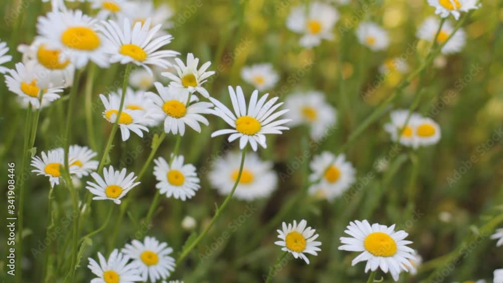 Field with chamomile flowers moving in wind. Shallow depth of field. Focus is changing to front, then to background and returning back Field with chamomile flowers moving in wind. Shallow depth of field. Focus is changing to front, then to background and returning back