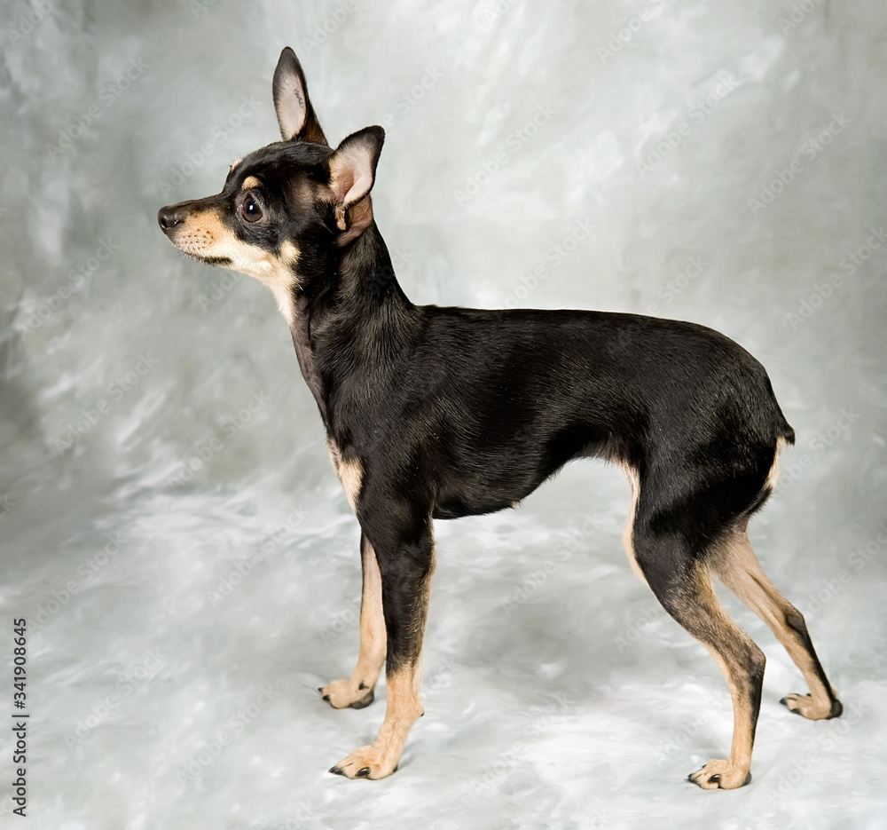 Russian toy terrier puppy on grey background