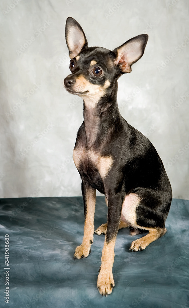 Stockfoto Russian Toy Terrier Puppy On
