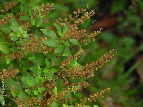 Holy Basil