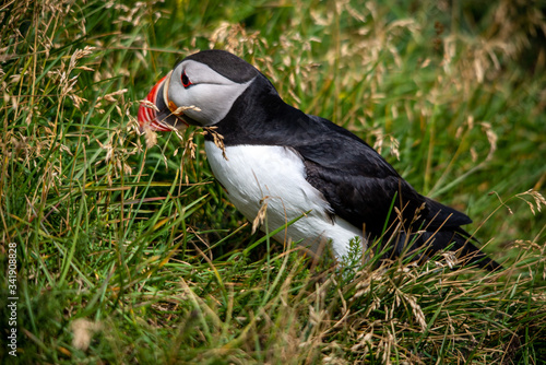 Photo The Atlantic puffin, also known as the common puffin
