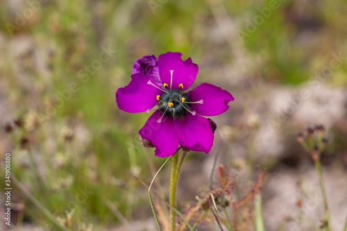 Drosera cistiflora  purple  close to Malmesbury  Western Cape  South Afica