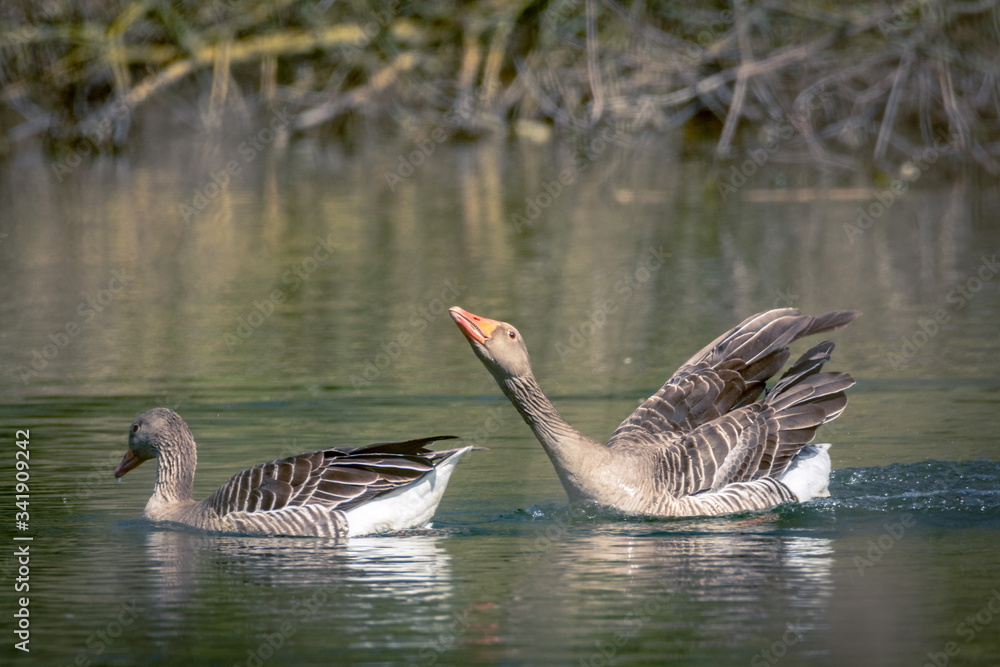 Obraz premium goose family