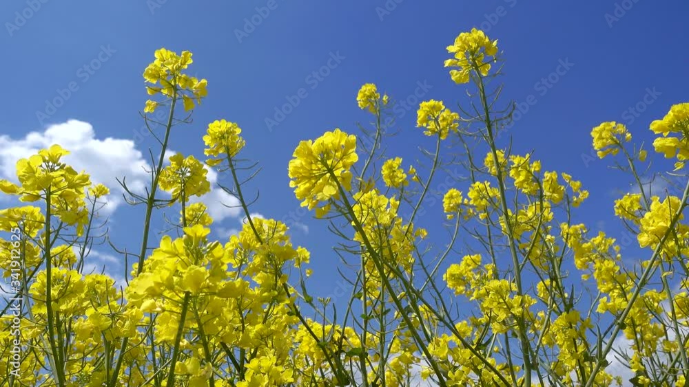 Gelbe Rapsblüten in Nahaufnahme gegen den blauen Himmel bei leichtem Wind Gelbe Rapsblüten in Nahaufnahme gegen den blauen Himmel bei leichtem Wind