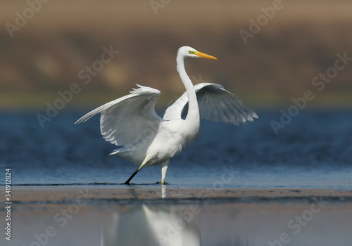 One great white heron stands on the blue water and cleans a feather. Water reflection and blurred background present