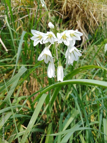 white spring flowers close up wild garlic