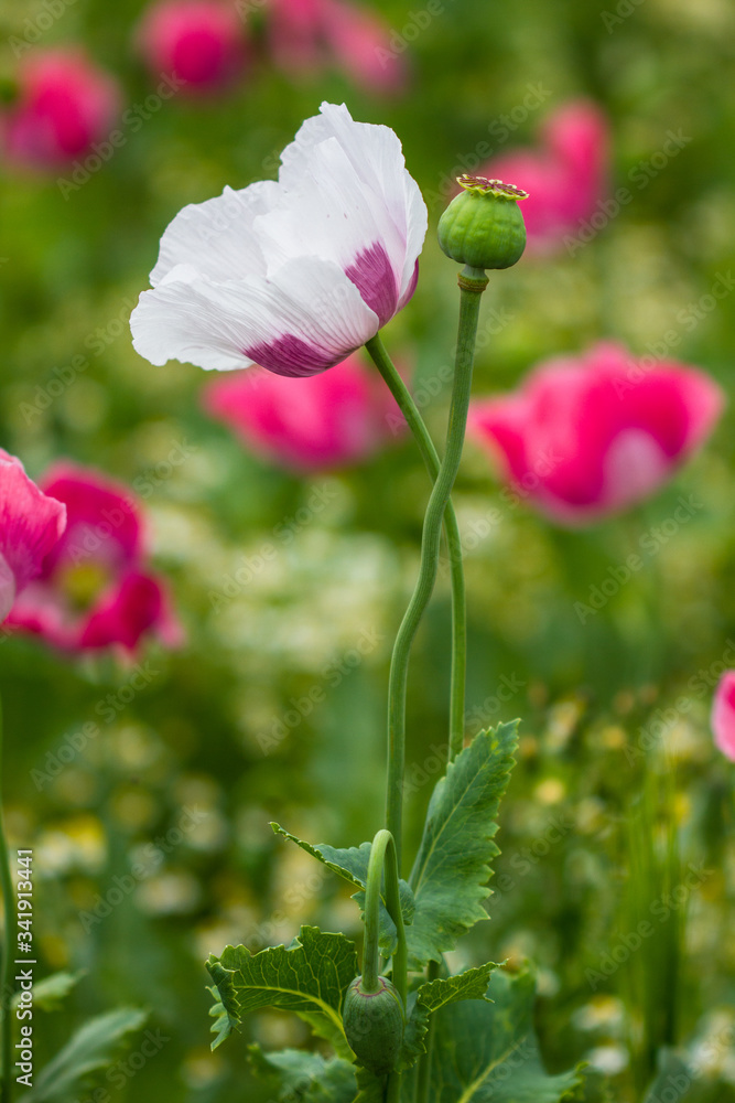 Schlafmohn (Papaver somniferum), Schlafmohn Anbau in Deutschland Schlafmohn (Papaver somniferum), Schlafmohn Anbau in Deutschland