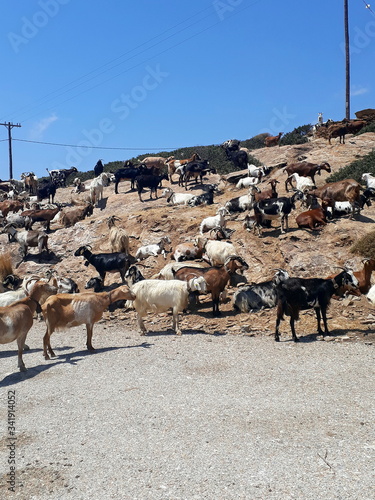 Crowd of goats next to a Road in Ios