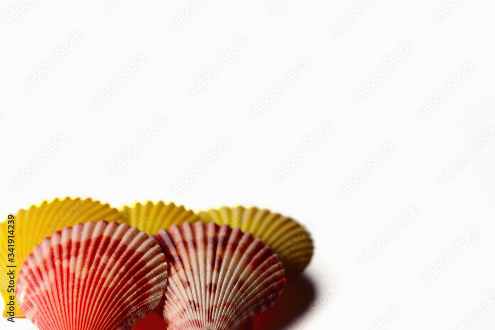Scallop shells on white background.