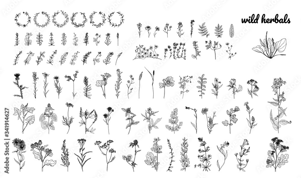 Wild herbs, drawn by a black line on a white background. Vector. Set. Hand drawing.