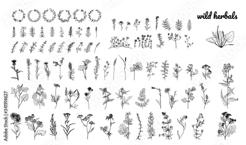 Wild herbs  drawn by a black line on a white background. Vector. Set. Hand drawing.