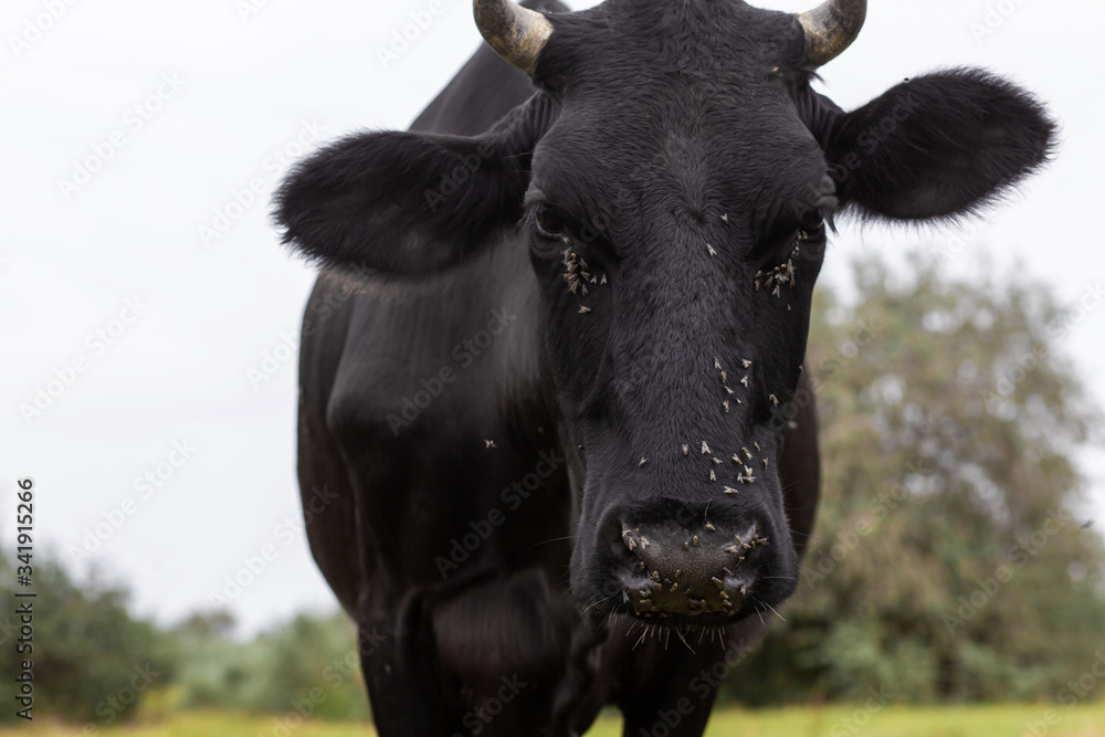 Rural cows graze on a green meadow. Rural life. Animals. agricultural country Rural cows graze on a green meadow. Rural life. Animals. agricultural country