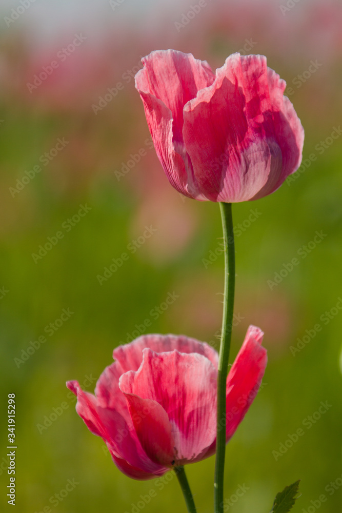 Schlafmohn (Papaver somniferum), Schlafmohn Anbau in Deutschland Schlafmohn (Papaver somniferum), Schlafmohn Anbau in Deutschland