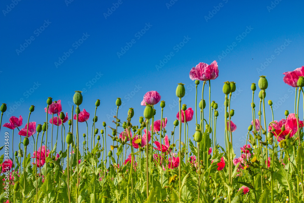 Schlafmohn (Papaver somniferum), Schlafmohn Anbau in Deutschland Schlafmohn (Papaver somniferum), Schlafmohn Anbau in Deutschland