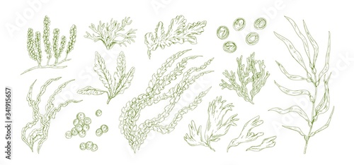 Collection of monochrome edible algae isolated on white background. Different hand drawn seaweed. Organic water plants. Realistic detailed seaware set. Vector illustration