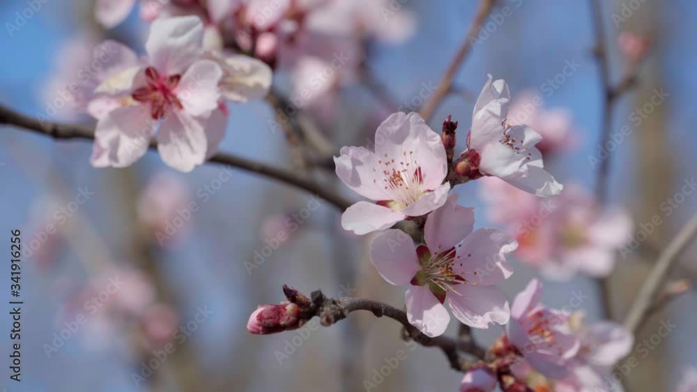 blooming, pink and white flowers on trees, spring nature, beautiful background blooming, pink and white flowers on trees, spring nature, beautiful background