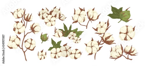 Collection of raw cotton branches, leaves, bolls and flowers isolated on white background. Realistic hand drawn agricultural and decorative plant. Vector illustration in flat cartoon style