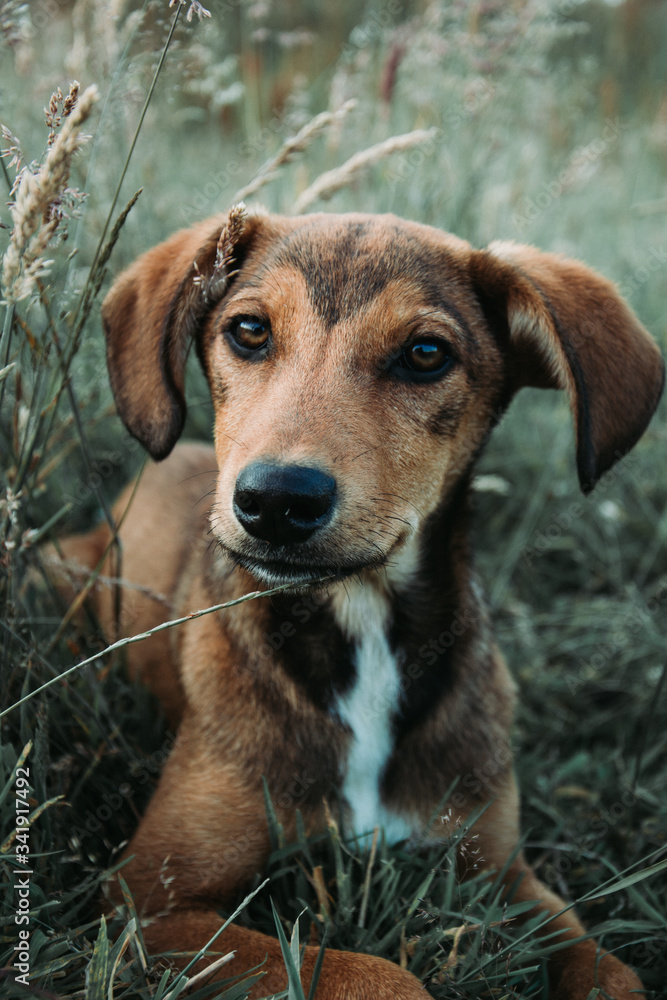 portrait of a dog