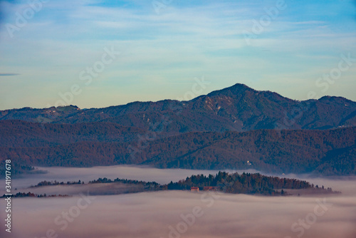 fog over the firs in the mountains