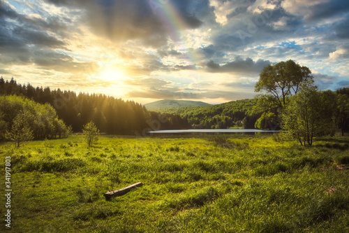 morning in the forest