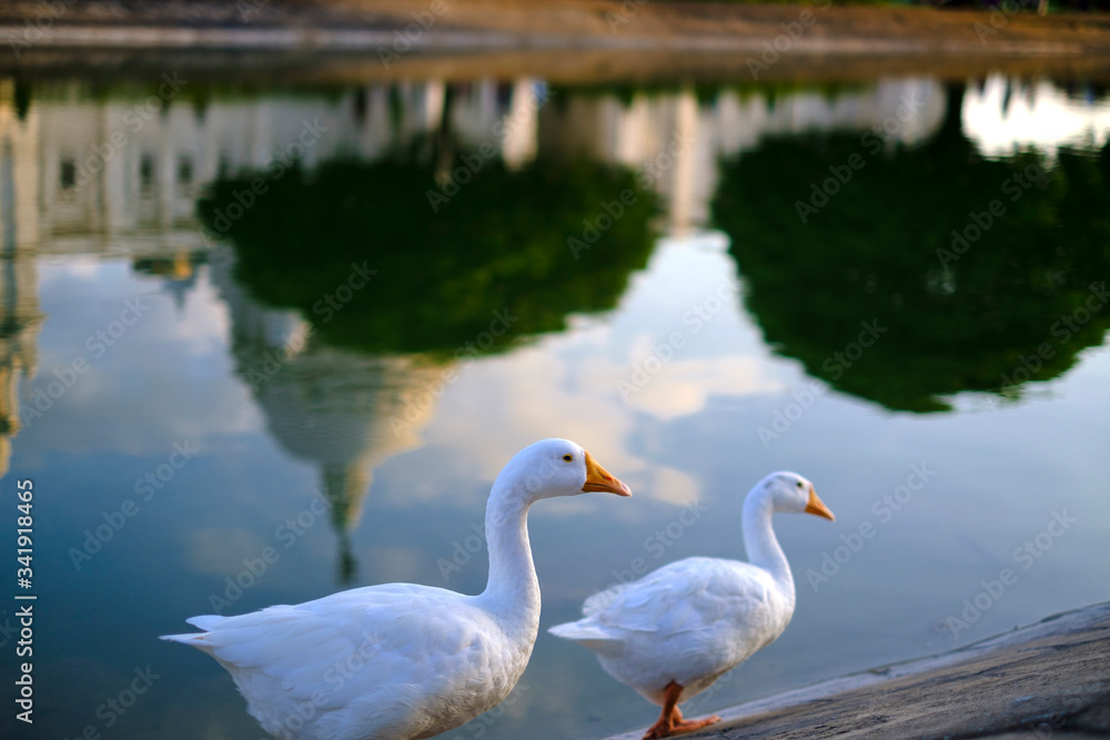 Portrait of two swans near Victoria Memorial along with the nearby pond and the reflection. Portrait of two swans near Victoria Memorial along with the nearby pond and the reflection.