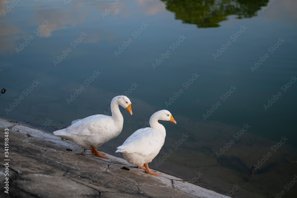 Portrait of two swans near Victoria Memorial along with the nearby pond and the reflection. Portrait of two swans near Victoria Memorial along with the nearby pond and the reflection.