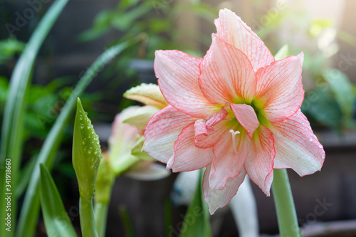 Amaryllis flower blooming double flowers with the morning light in the garden  green nature background  Amaryllis double flowers