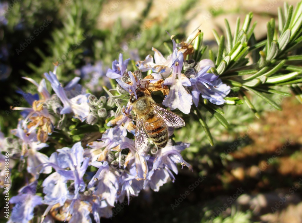 Insecte Romarin Détail d'un romarin rampant (Rosmarinus officinalis prostratus) en ...