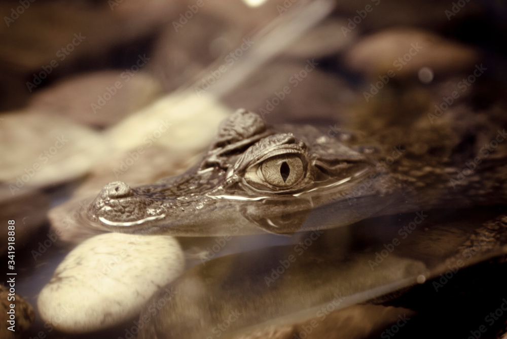 Fototapeta premium crocodile in a cage at the zoo