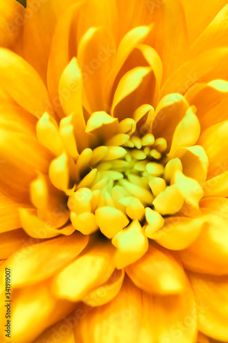 Abstract floral background  yellow chrysanthemum flower. Macro flowers backdrop for holiday brand design