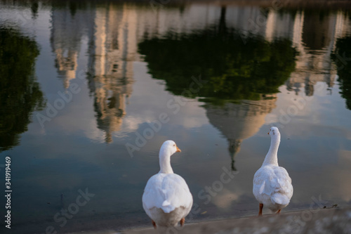 Portrait of two swans near Victoria Memorial along with the nearby pond and the reflection.