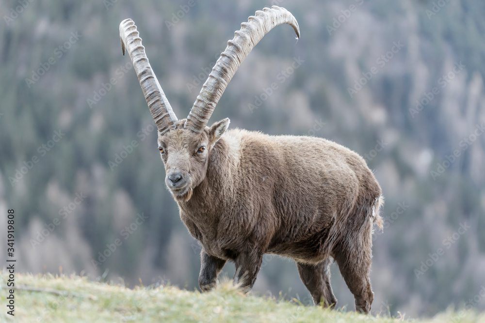 Alpine ibex at grazing in Alps mountains (Capra ibex) Alpine ibex at grazing in Alps mountains (Capra ibex)