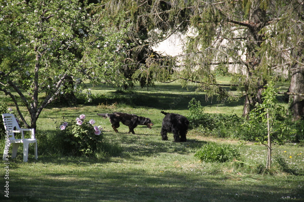 Sheepdogs domestic garden puppy playing together Sheepdogs domestic garden puppy playing together