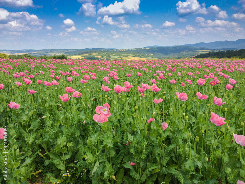 Schlafmohn (Papaver somniferum), Schlafmohn Anbau in Deutschland Schlafmohn (Papaver somniferum), Schlafmohn Anbau in Deutschland