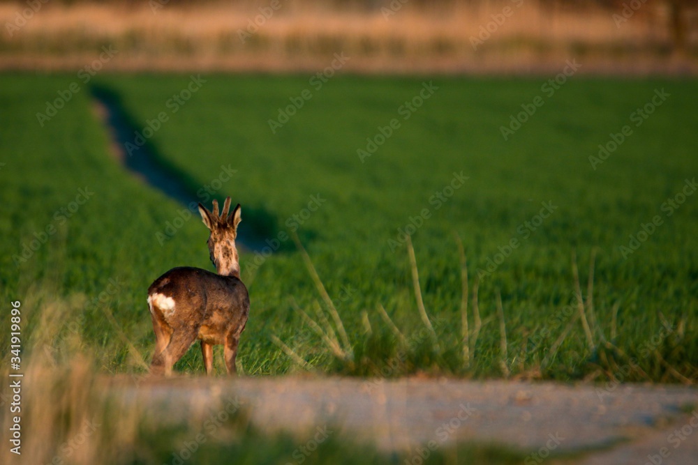 Rehwild im Frühjahr Rehwild im Frühjahr