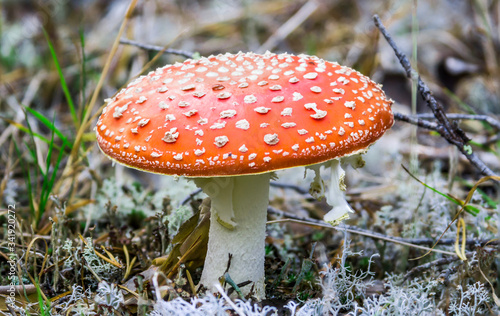 Highly poisonous mushroom fly agaric toadstool close-up on a background of white moss in the taiga. 