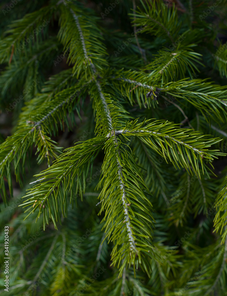 Green branches of spruce. Tree in the forest, natural nature, Christmas tree, holiday