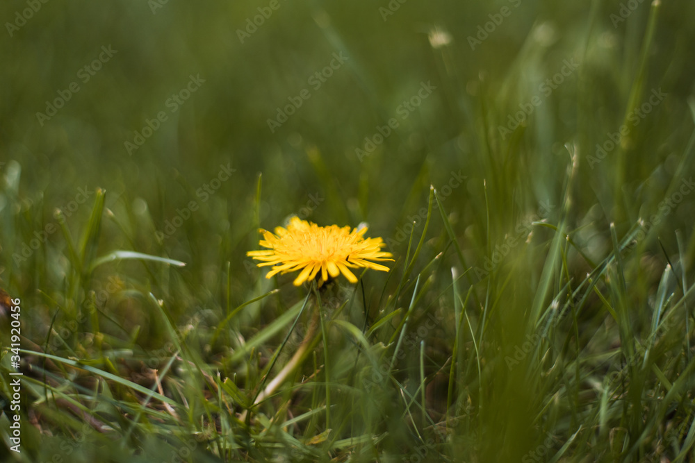 Single Dandelion in green grass Single Dandelion in green grass