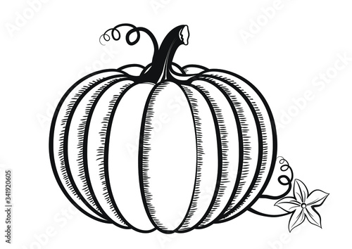  Pumpkin isolated on white background. Thanksgiving pumpkin. Autumn harvest